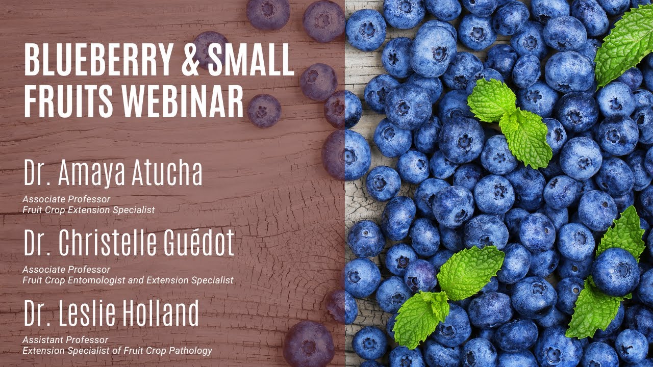 Blueberry & Small Fruits Webinar