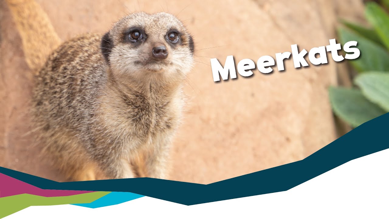 Keeper Talk - Meerkats