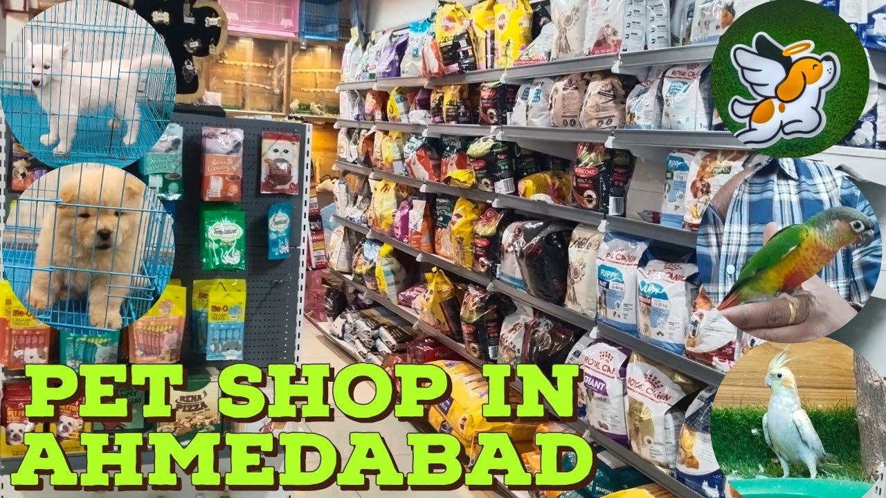 Dog Shop in Ahmedabad | White Husky, Beagle, chow chow, Culture Pom | Budgies, Lovebirds, sun Conure