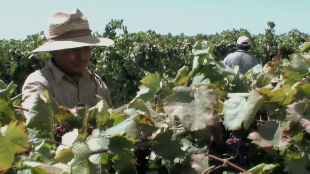 Nature's Candy: How California Raisins Are Grown, Packed and Shipped to You!