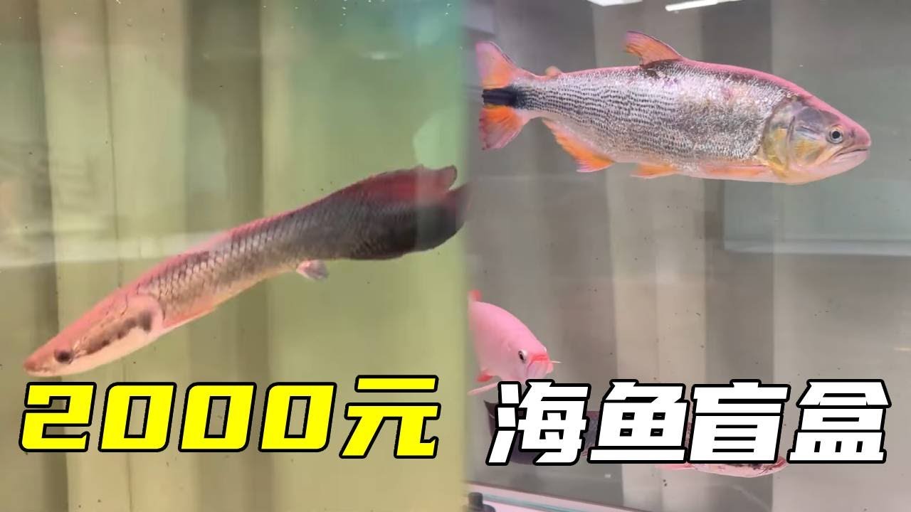 上千元的两箱猛鱼盲盒，能开出什么鱼？你们觉得我这2000花的值不值！