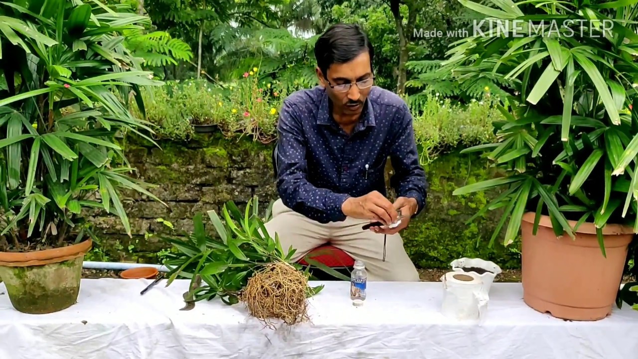 Propagate Rabish Palm or Rhapis Palm like a Nursery.