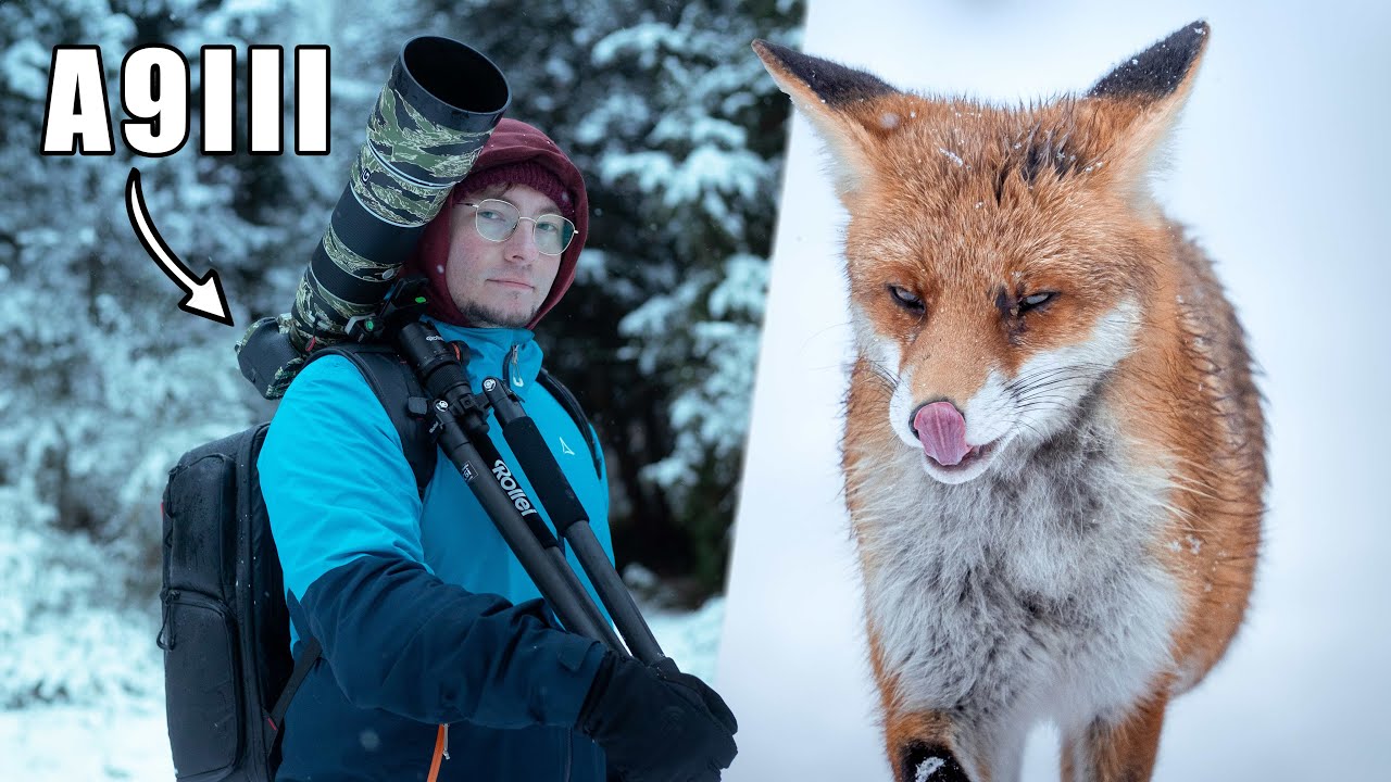 POV Füchse im Schnee Fotografieren | Mystischer Wintertag