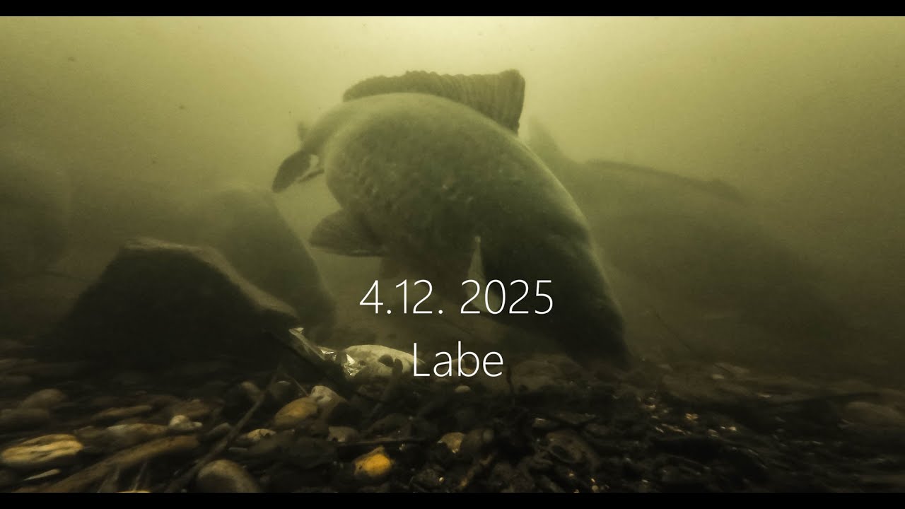 4.12. 2025 Labe pod hladinou, je jich čím dál víc