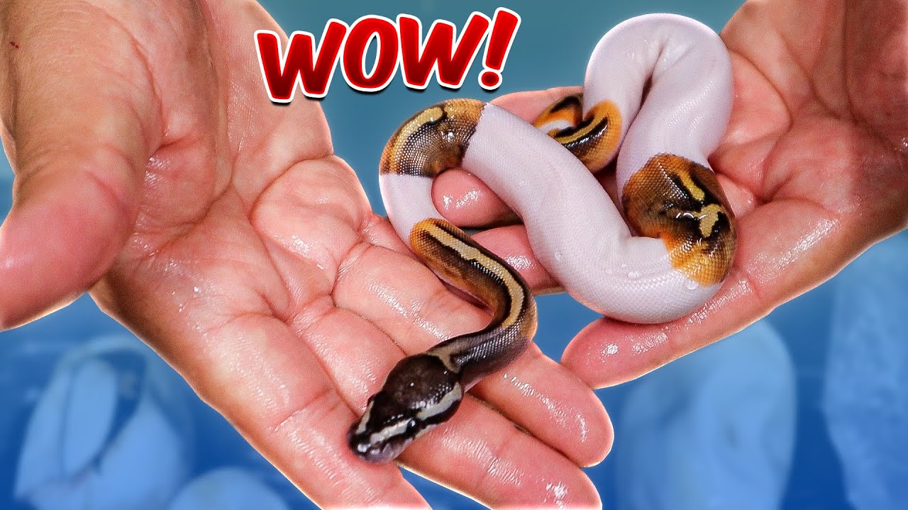 ¡Esta Serpiente Nació Realmente Diferente!