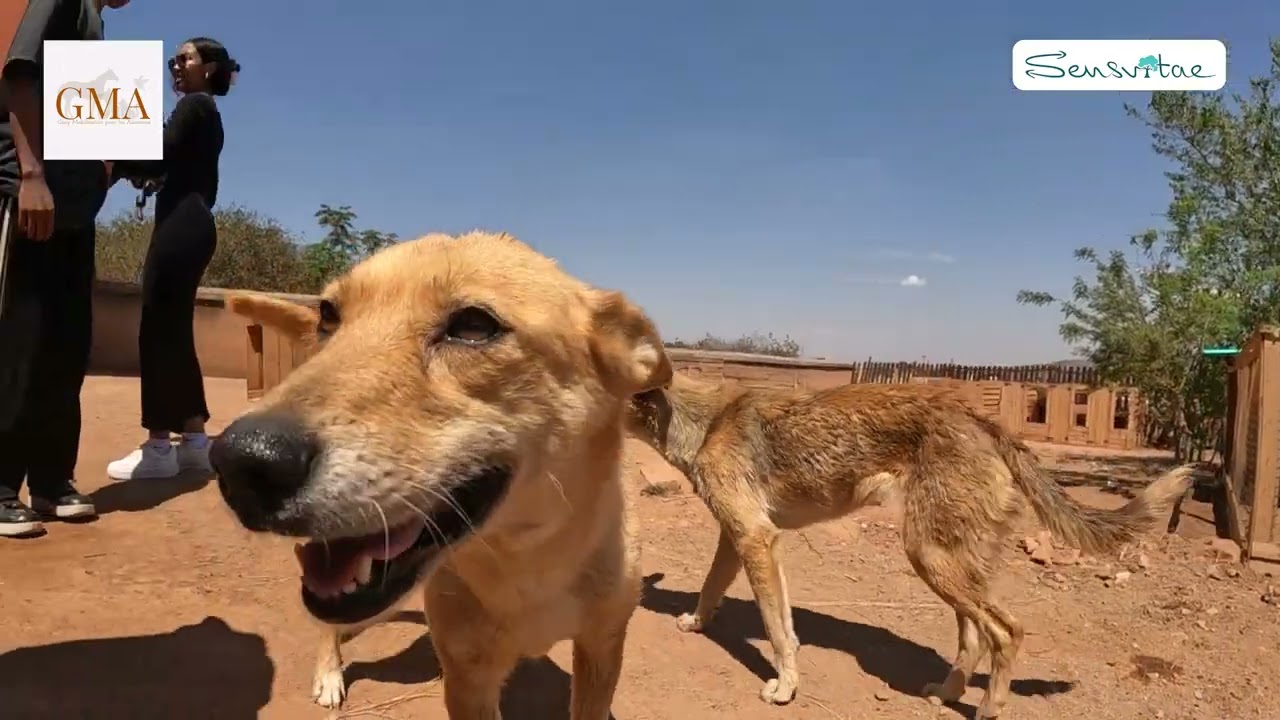 Reportage sur le refuge GMA à Madagascar