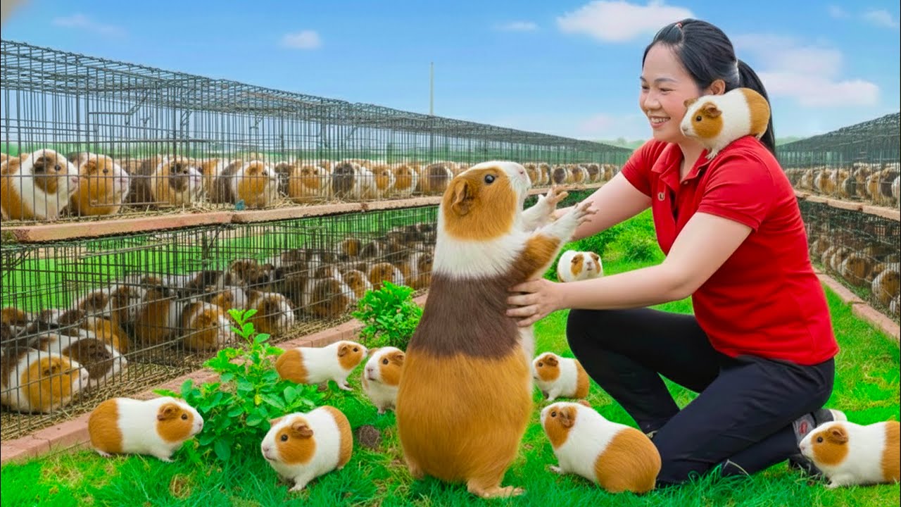 Harvesting Super cute giant hamster & Go To Market Sell - Rescuing rats from vicious dog