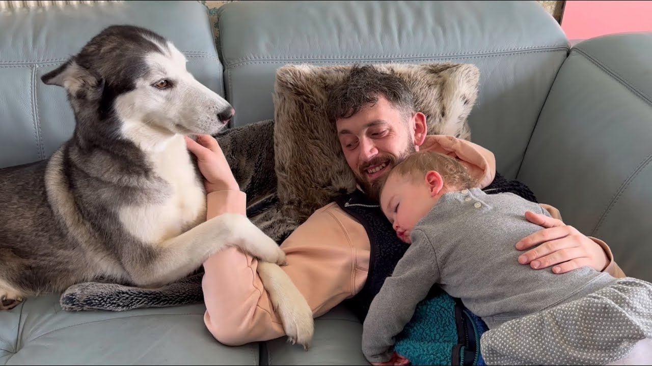 The MOST Attention Seeking Husky In The World!😂. [SHE GRABS ME!!!]