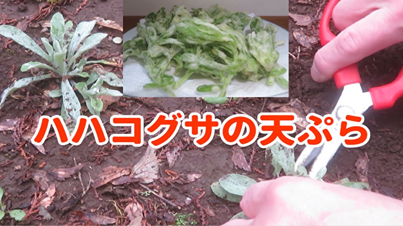 【簡単で美味しい野草レシピ】ハハコグサの若葉の天ぷら