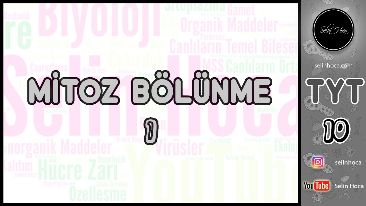 1) Mitoz Bölünme 1