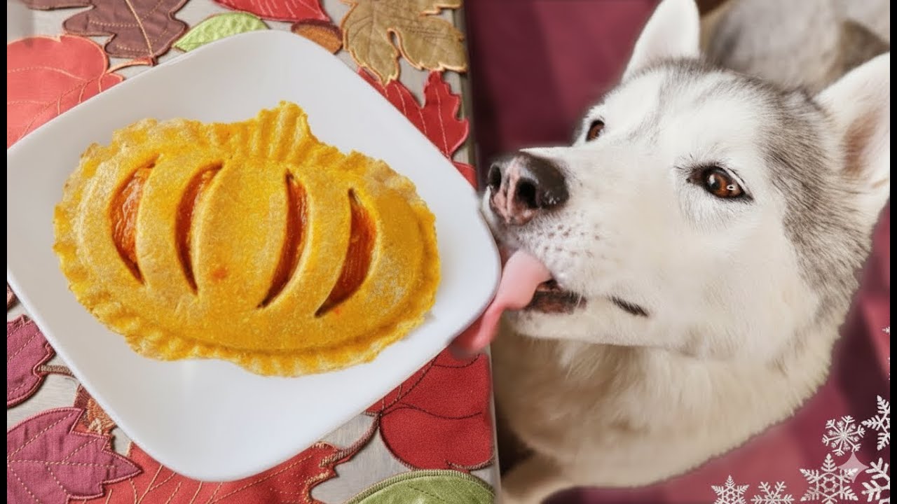 Easy Pumpkin Pie For Dogs 🎃 DIY Dog Treats