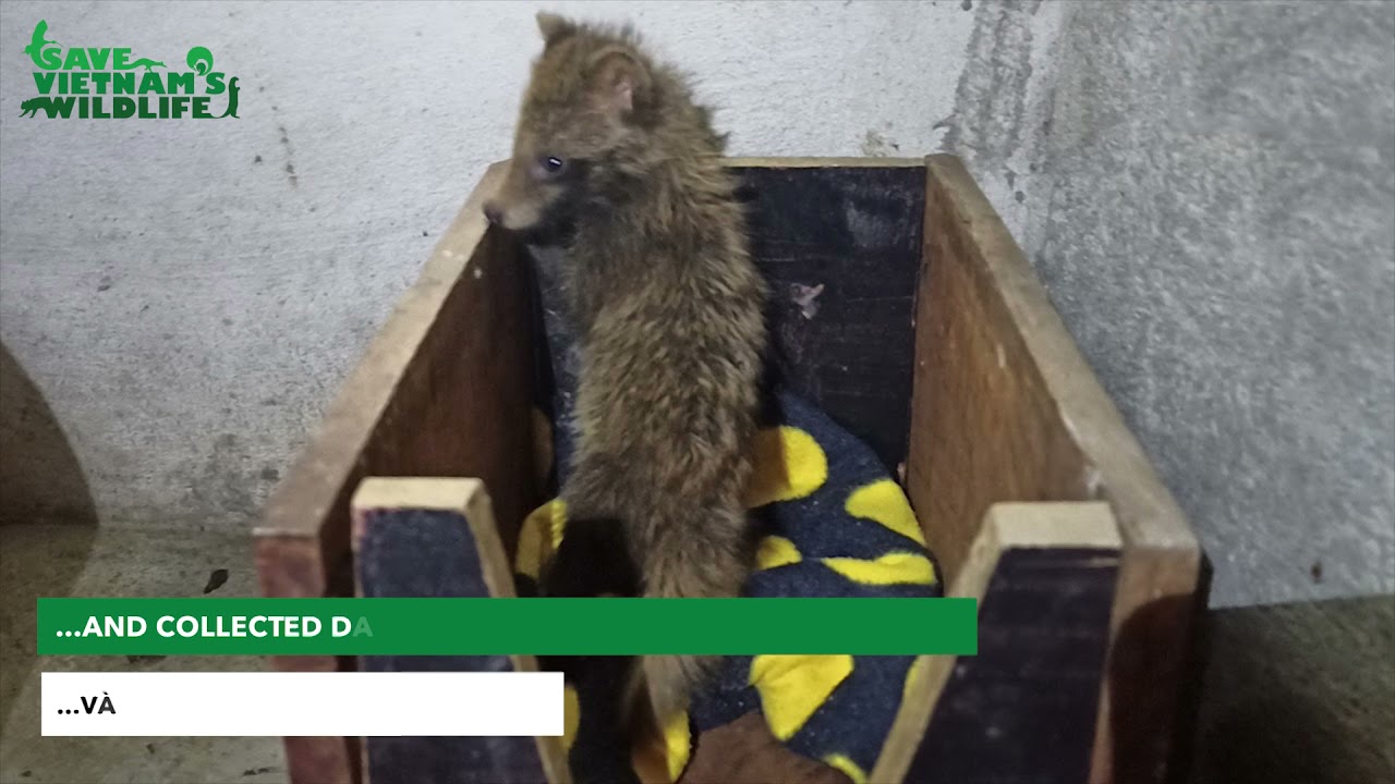 Release 3 common raccoon dogs back to the wild
