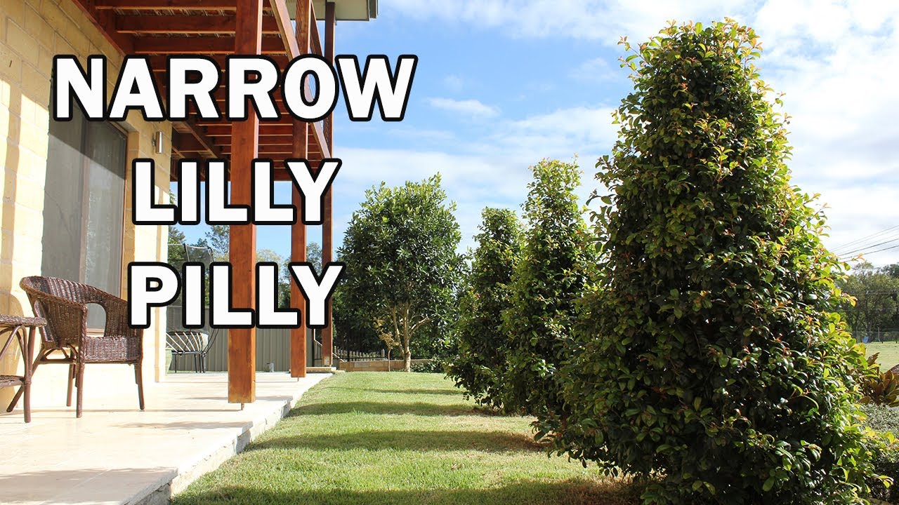 PINNACLE™ Syzygium an Australian native narrow screening tree | Ozbreed Advanced Tree Range