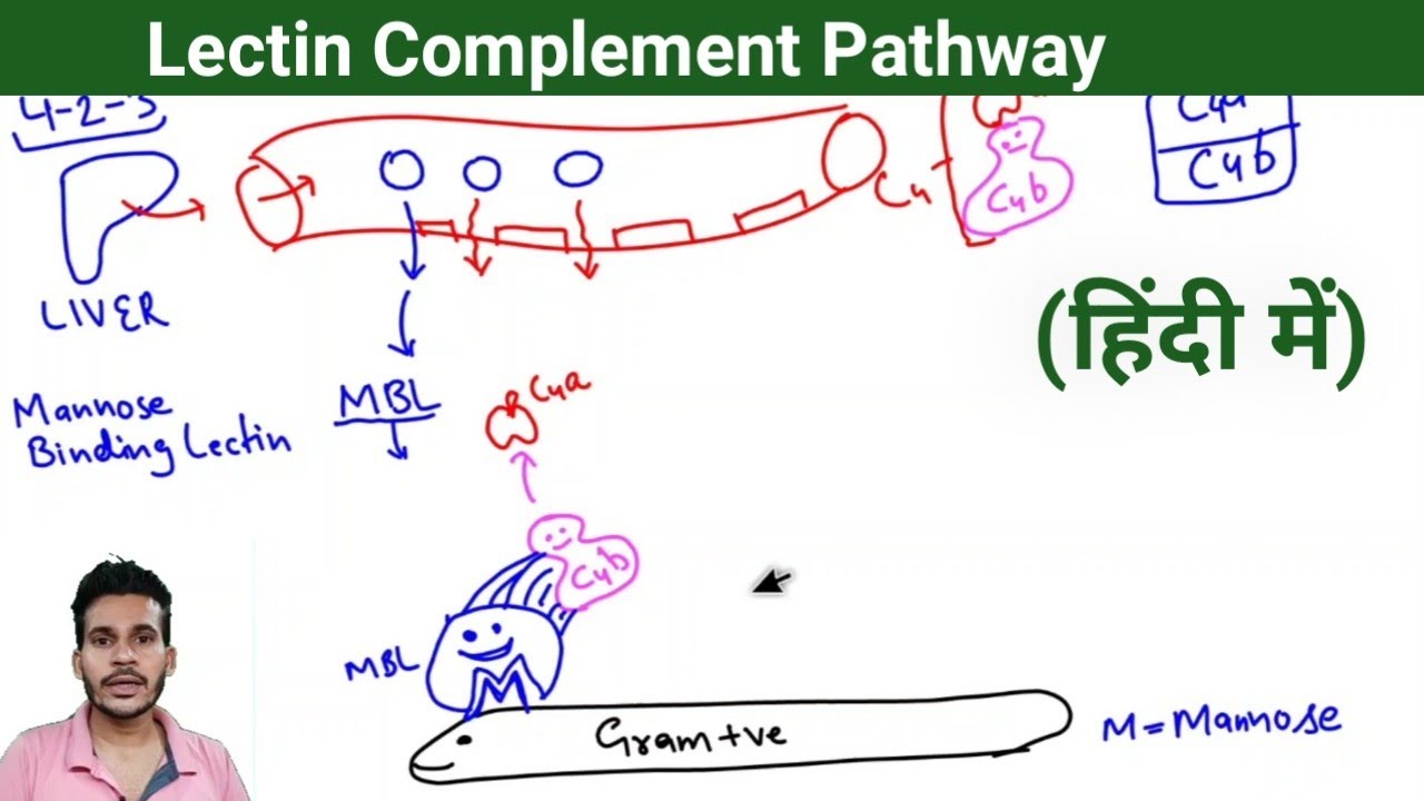 Lectin Complement Pathway || Complement Activation