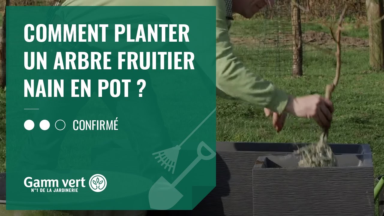 Tuto - Comment planter un arbre fruitier nain en pot ?