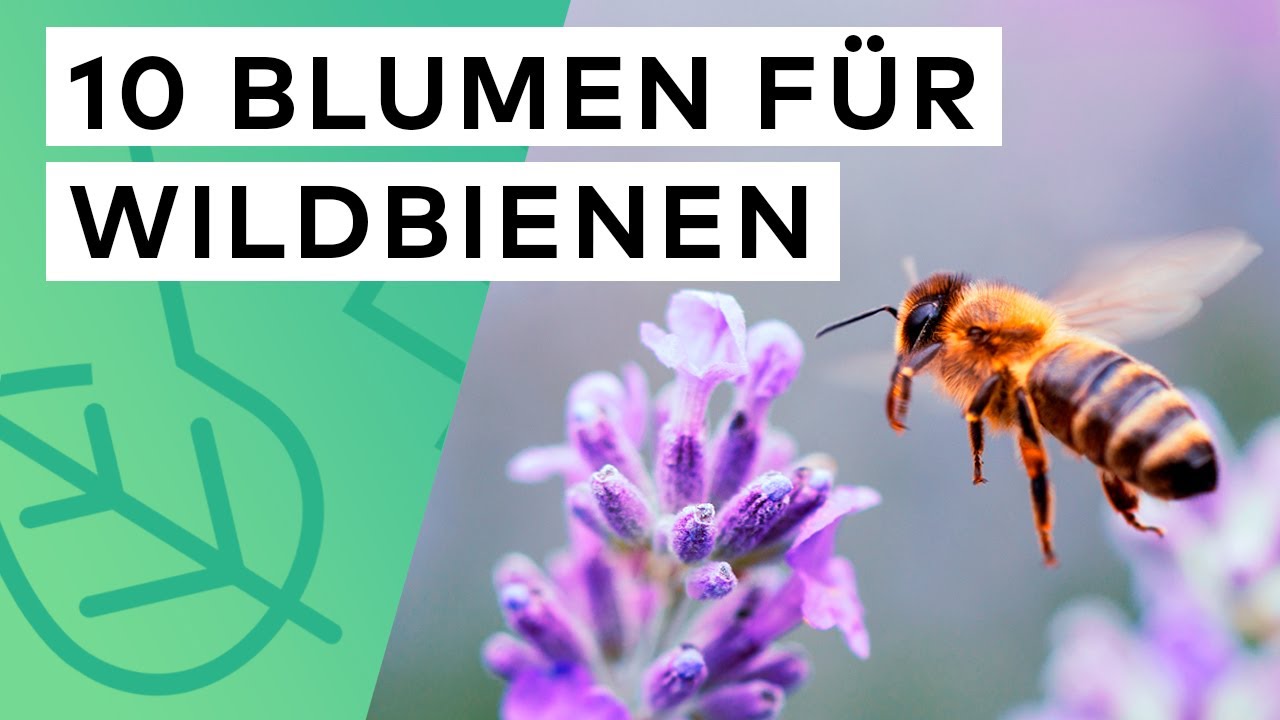 10 Blumen für Wildbienen 🐝 🌺 Diese Pflanzen gehören in jeden Garten ✅
