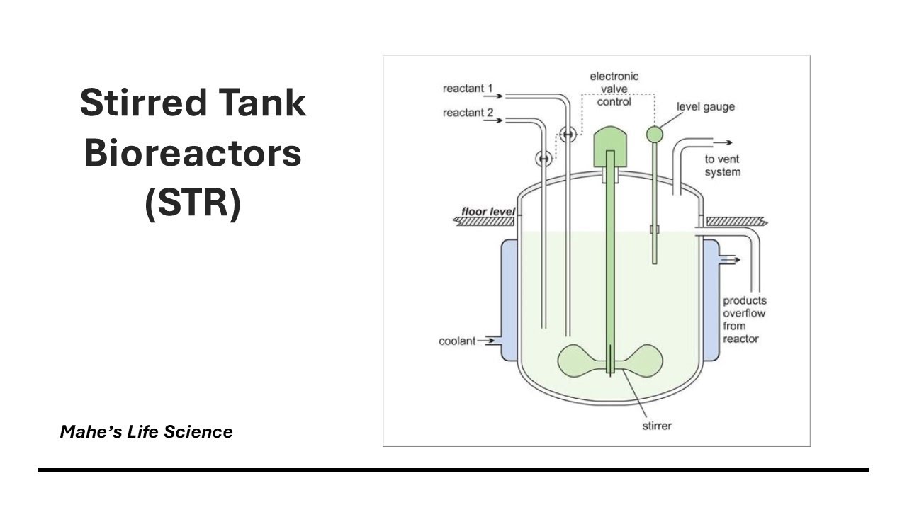 Stirred Tank Bioreactor - Key Features & Its Applications