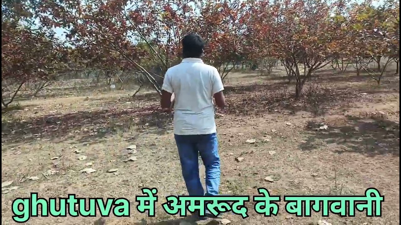 अमरूद बागवानी में पानी पटाने की सुविधा नहीं है। कड़ी धूप में पतझड़ हो जाता है।