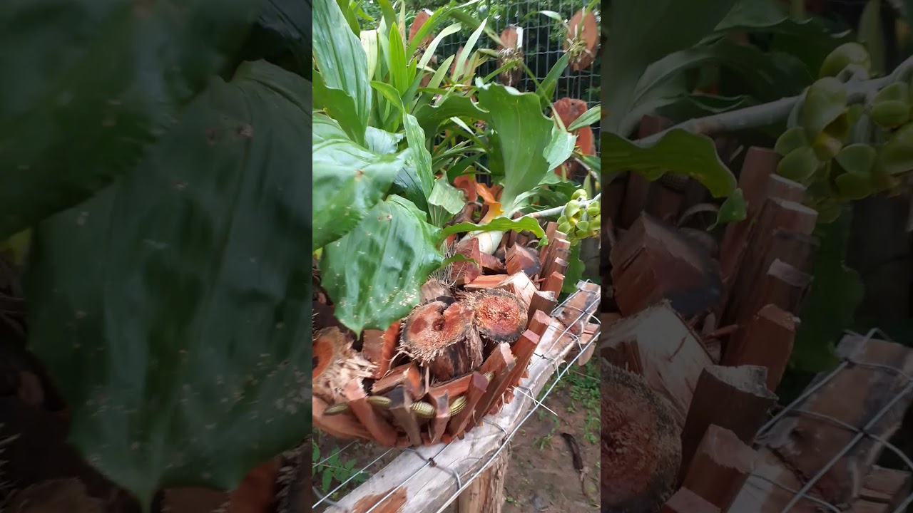 Orquidario Sansão do Campo