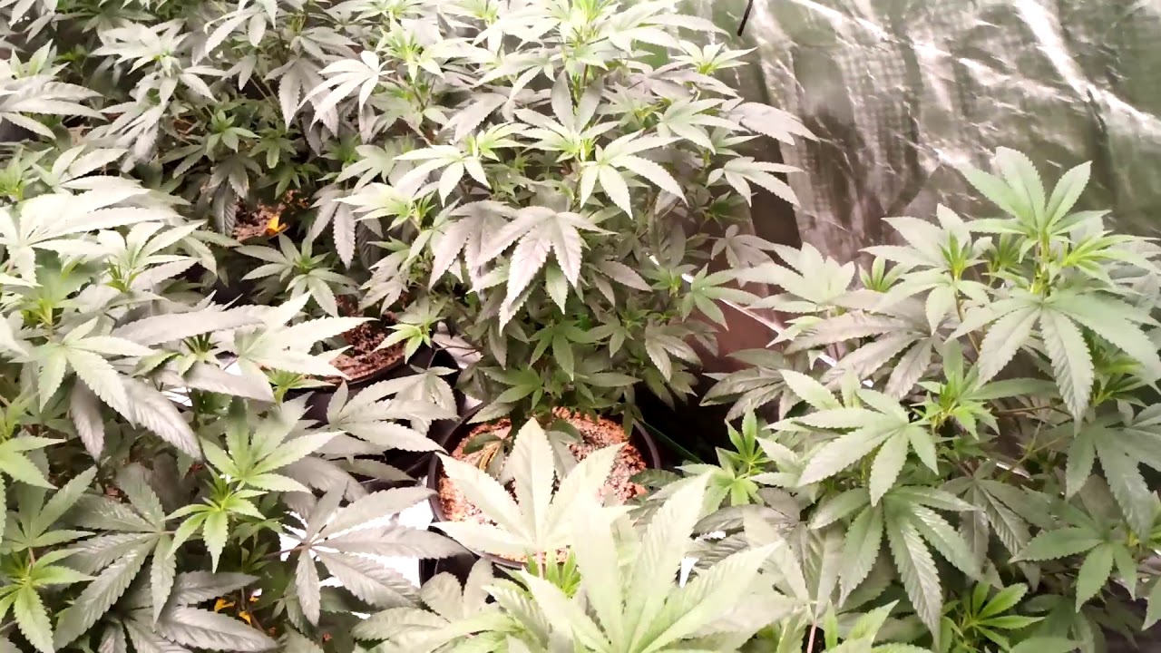 Friday update 30+ plants watered 10*10 tent 4x600 watt quantum boards
