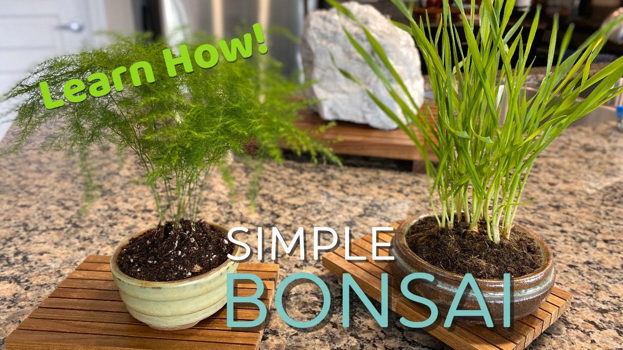 How To Make a SIMPLE BONSAI | Accent Plant for Bonsai