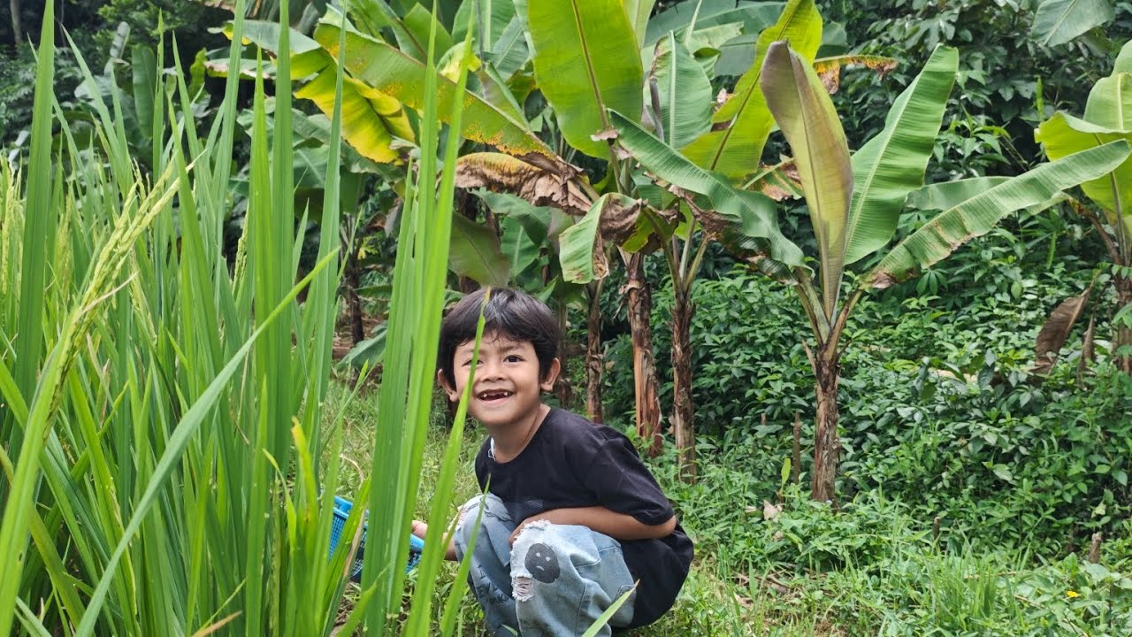 kesawah ngusep belut !! 