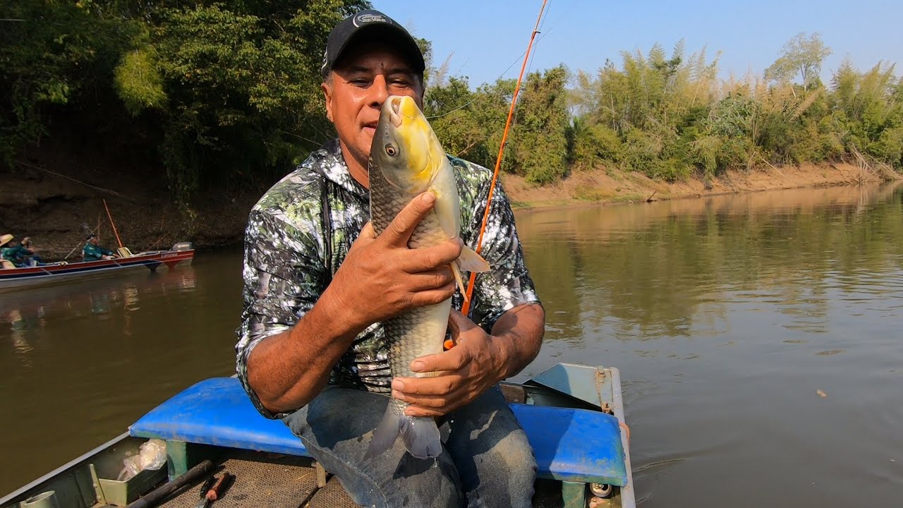 UM DOS PEIXES MAIS PROCURADOS NO RIO MIRANDA (#pescaria  #riomiranda, #culinaria  de pescarias)