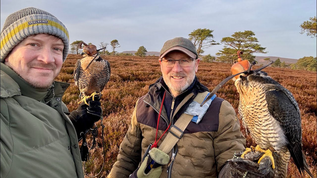 Afternoon of falconry on the hills 