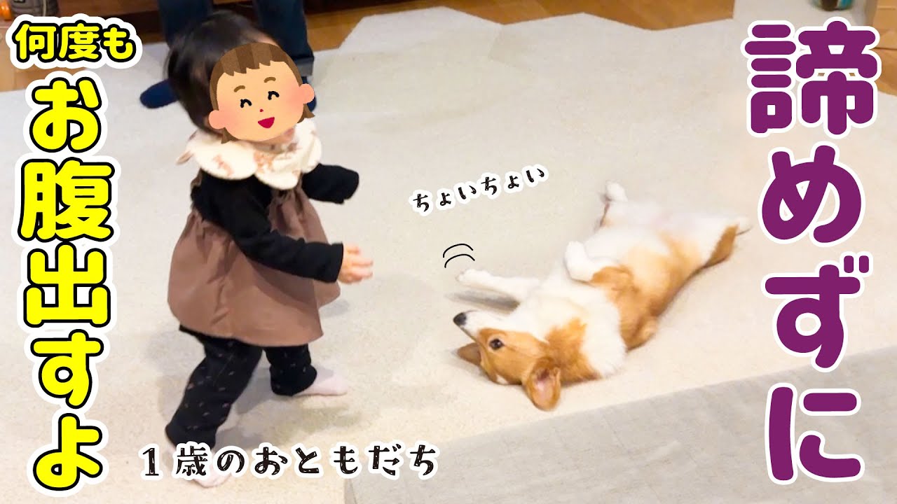 お腹を出せば仲良くなれると信じているコーギーが可愛すぎる【犬と子供】