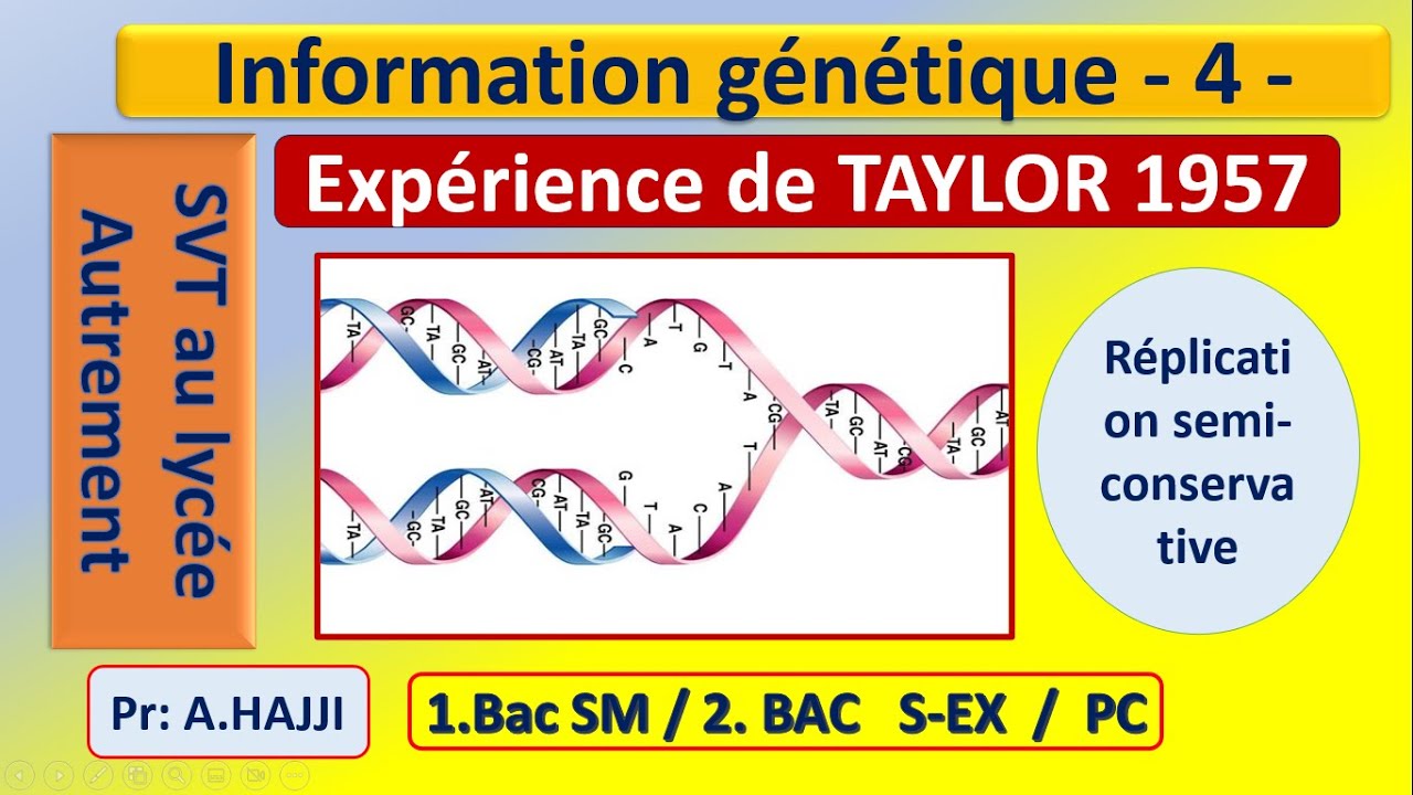 Réplication de l'ADN: expérience de TAYLOR 1957