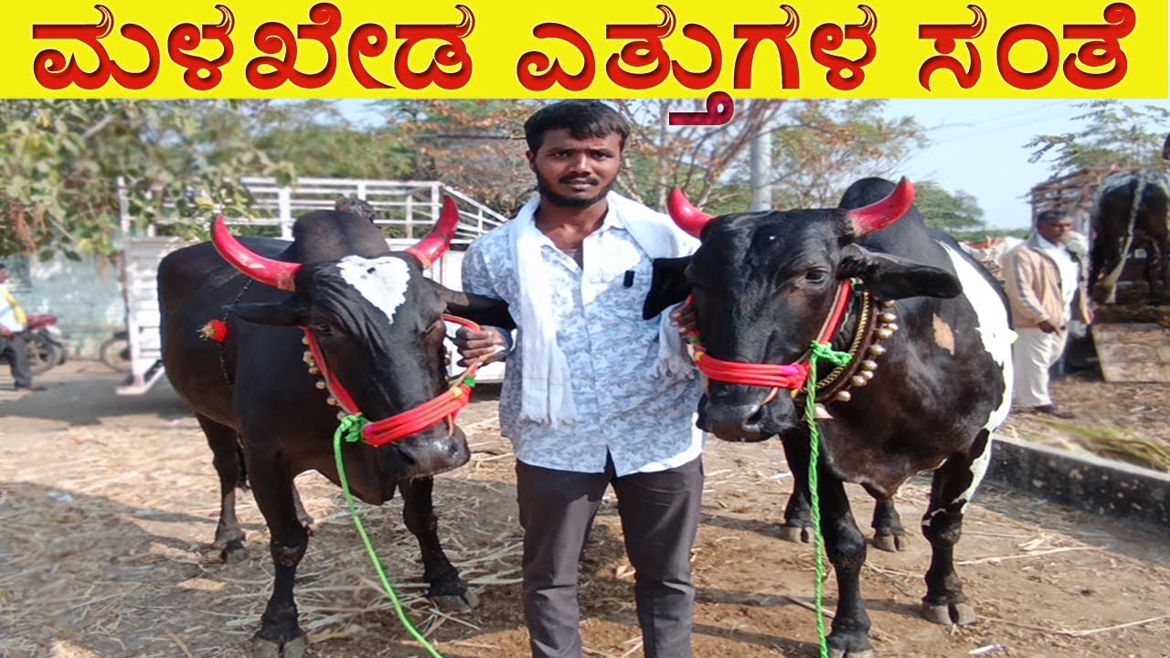 20-01-2026 Malakheda Ox Market | Cattle Market | Oxen Market | Bullocks Market | ಮಳಖೇಡ ಎತ್ತುಗಳ ಸಂತೆ 