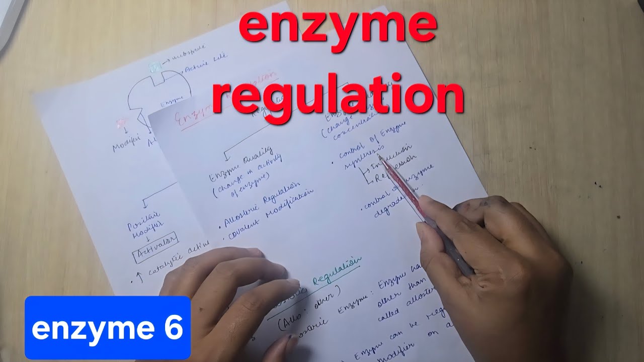 Enzyme regulation | mbbs 1st year biochemistry 