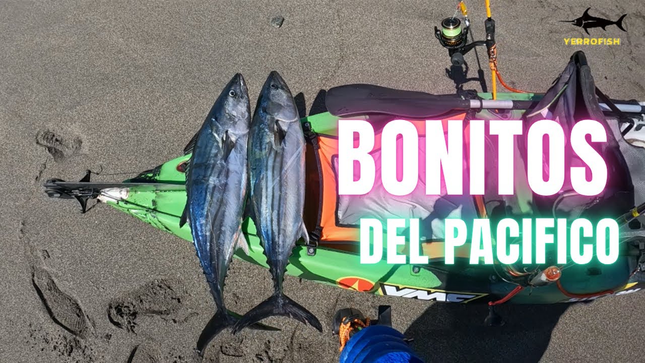 PRIMERA PESCA EN KAYAK REMO CON TREMENDAS PELEAS DE BONITOS AGRESIVOS !!