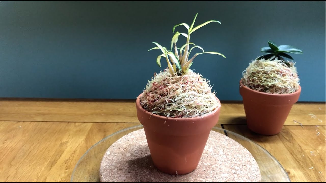 Посадка dendrobium moniliforme на кочку