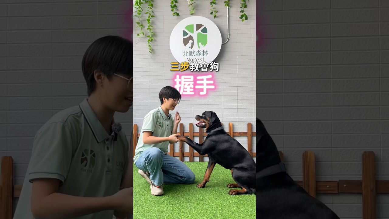 簡單三步讓狗把手手交給你～🐾狗狗還不會握手嗎？趕緊收藏起來吧！💖 