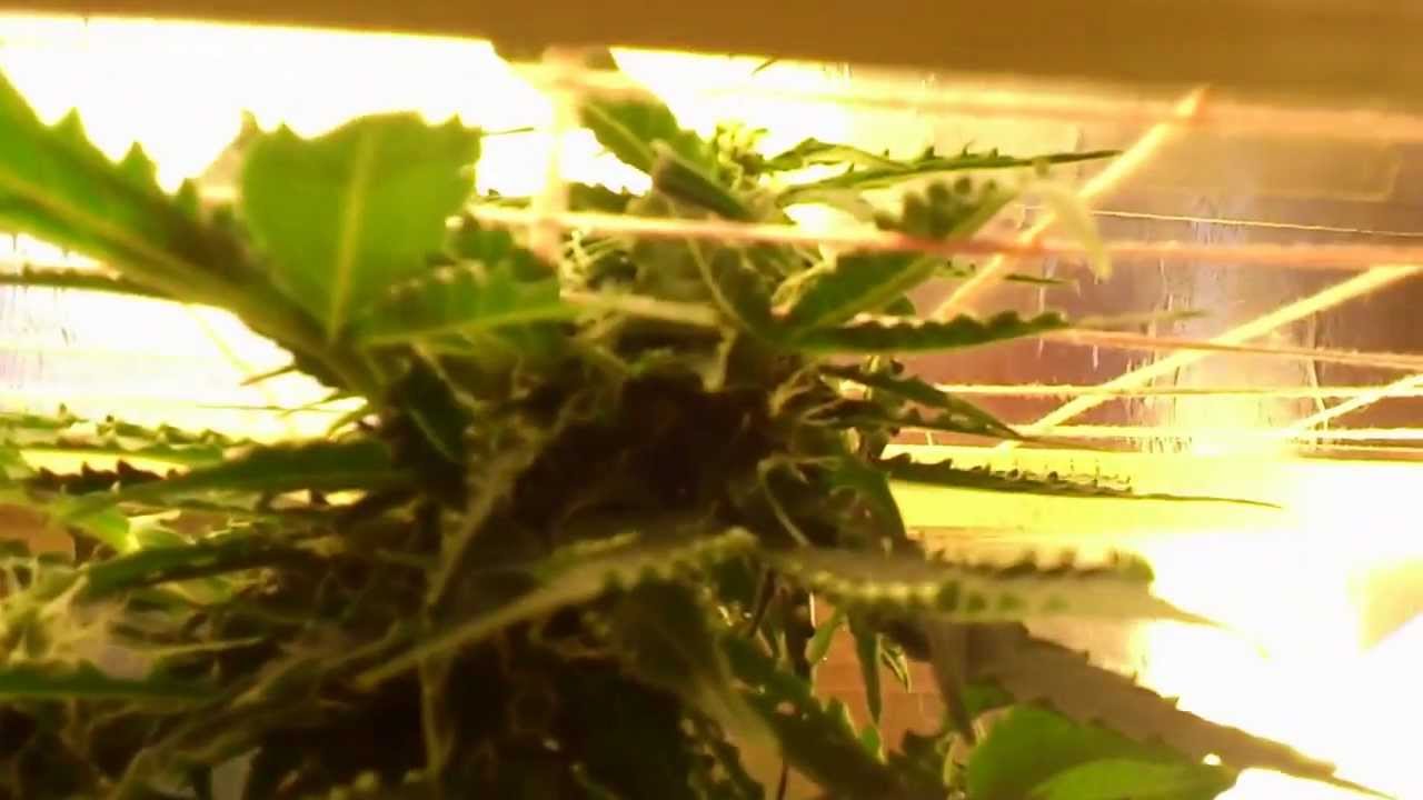 Sweet Tooth Auto - Dammit