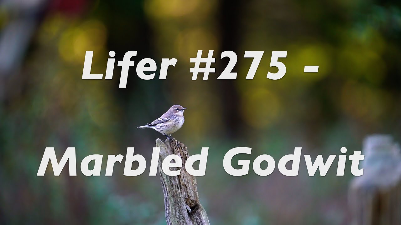 The Quest to see a RARE Marbled Godwit in Southern Ontario