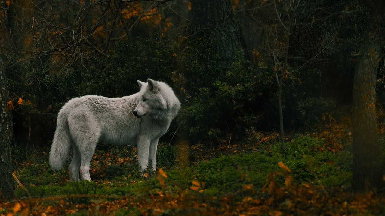 Traveling to northern Greece | Canon R6 mark ii Cinematic Video