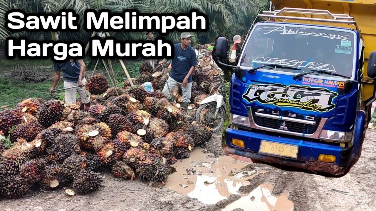Sawit Melimpah Harga Murah...