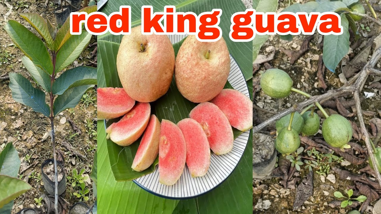 Red king guava farming kase kare A2Z jankari l contact 7478411841 #farming 