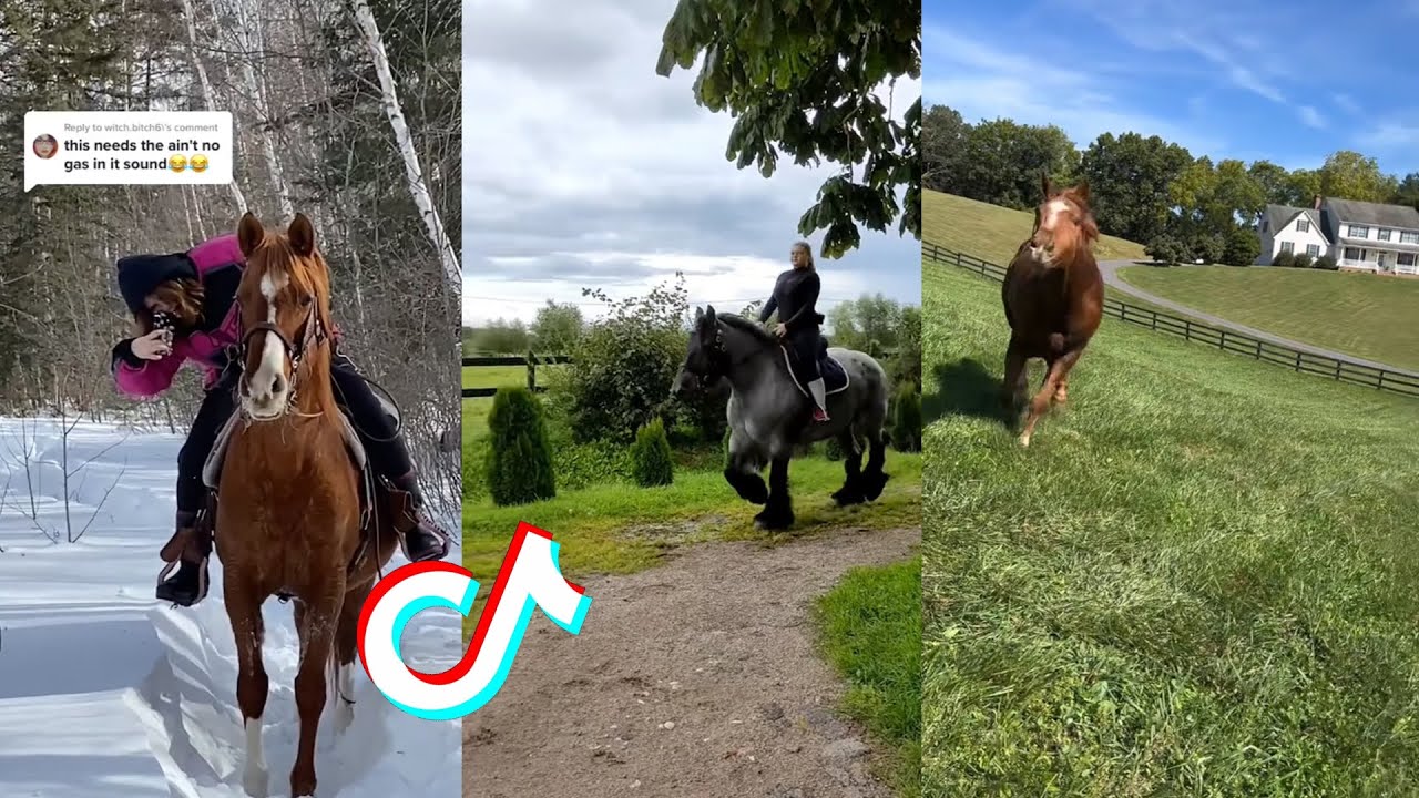 The Best HORSE 🐎 TikTok Compilation #99