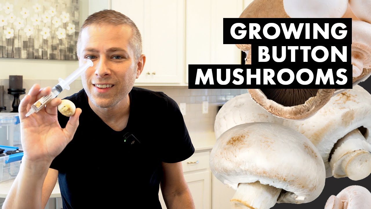 Button Mushrooms in a Monotub Part 1 (Prepping the Grain Spawn for Mycelium)