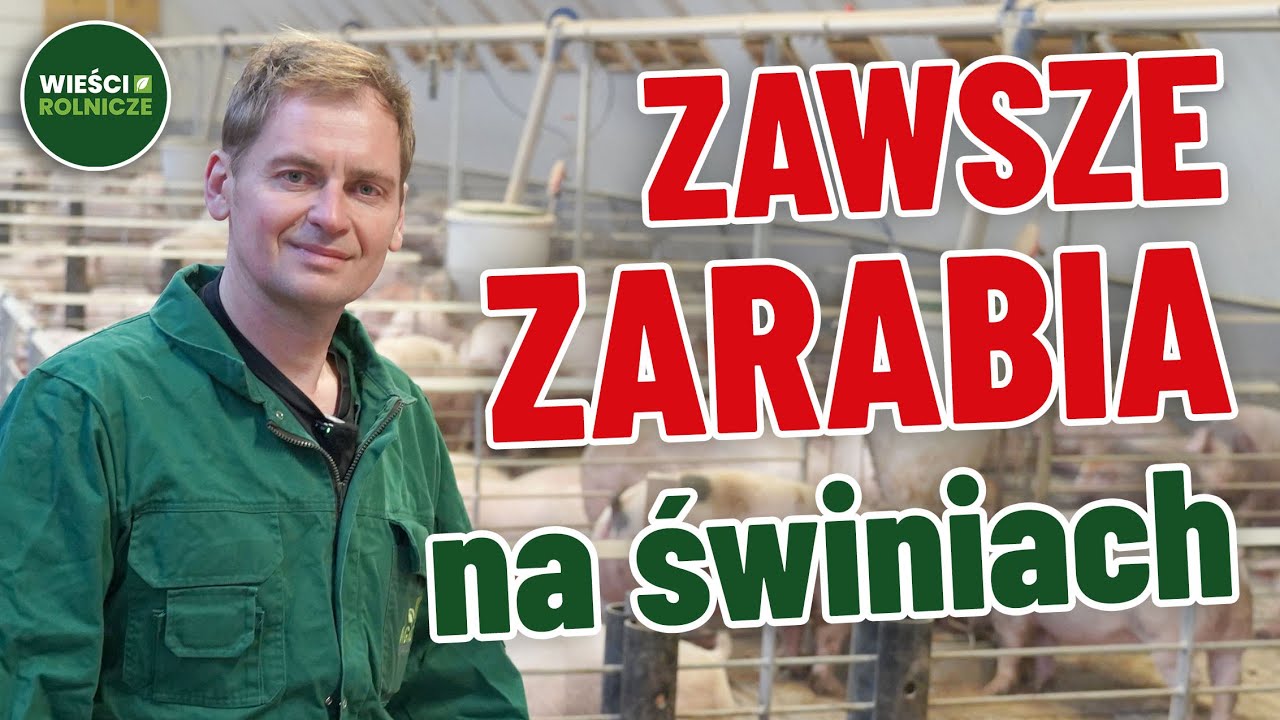 Pierwsza w Polsce hala łukowa dla świń! Właściel zawsze zarabia na tucznikach