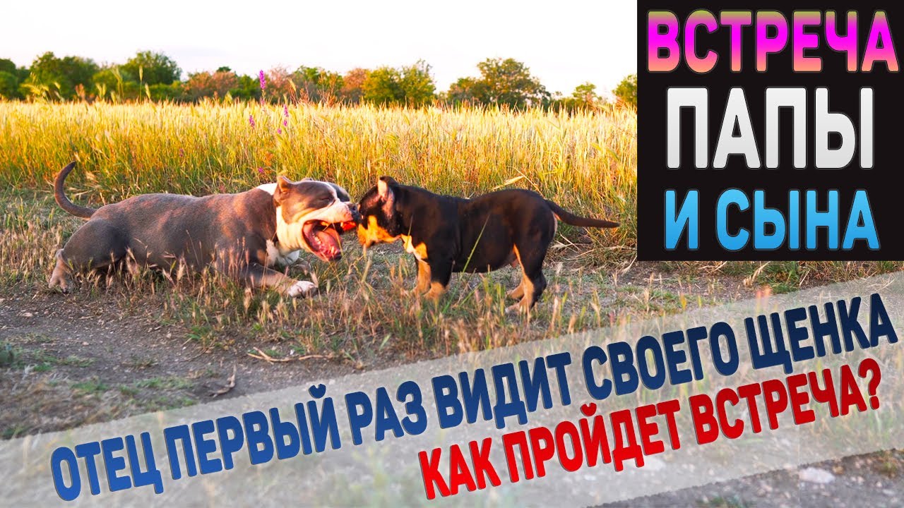 Папа впервые встречает своего щенка! Вся семья Американских Булли вместе! Мама, папа и сын [4K]