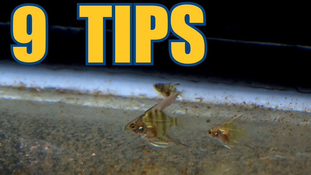 9 СОВЕТОВ по уходу за мальками скалярий!