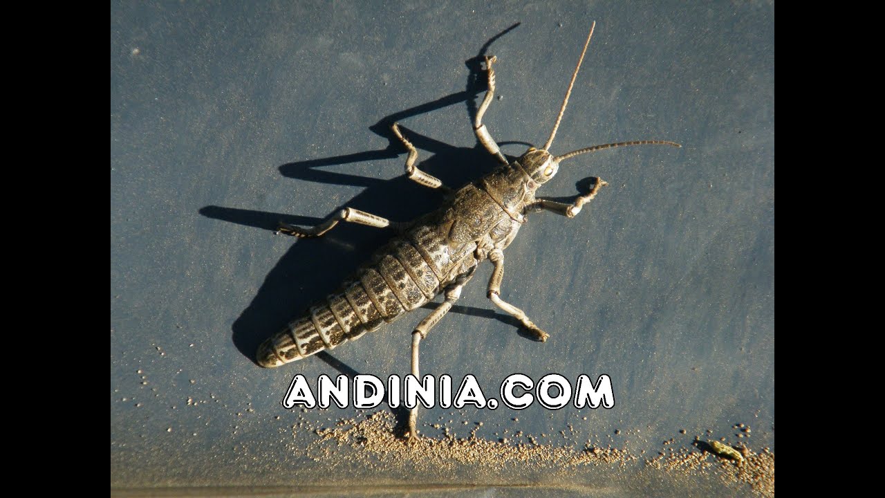 Chinchimoye o Chinchimolle (Agathemera crassa)