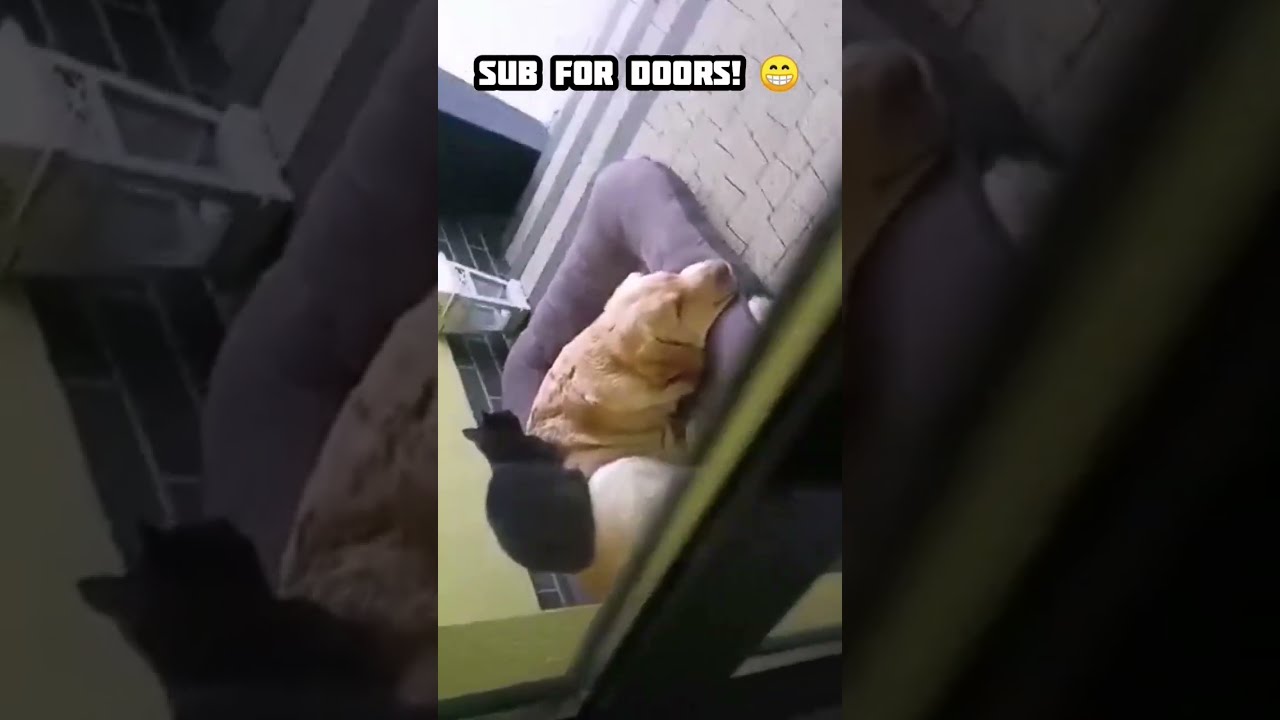 Dog and Cat Pure Love  #shorts 😂|| #funny tiktok animals || #trending pets #reels cats cute dogs