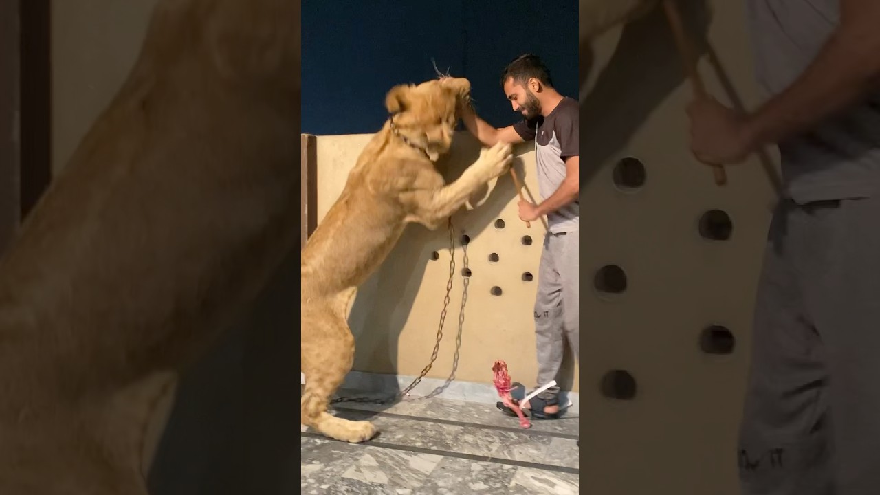 Episode 664: Simba attack on my hand 🤚🥺🦁