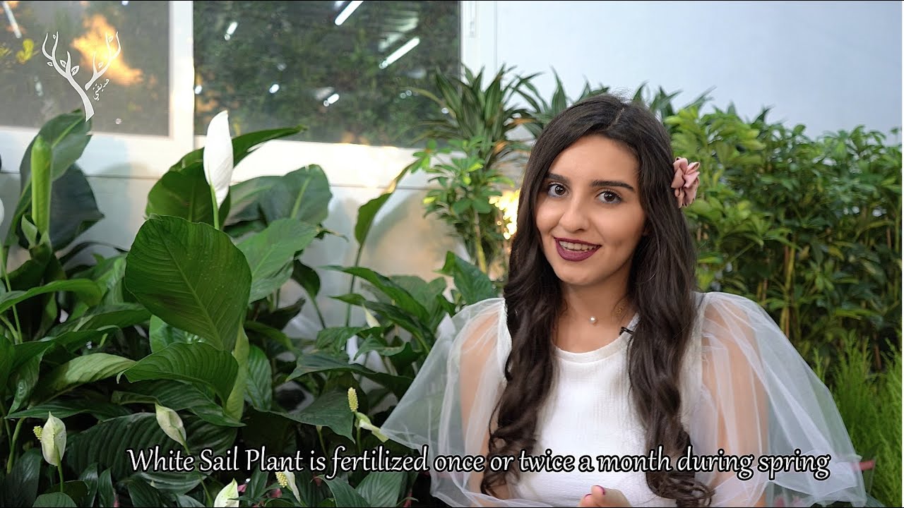 نبتة الشراع او زنبق السلام  Peace Lily - Spathiphyllum