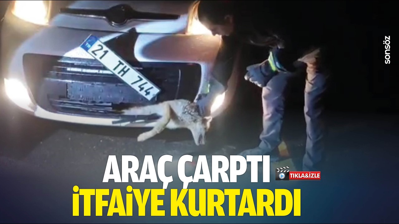 Araç çarptı, itfaiye kurtardı: Yaralı tilki tedavi altına alındı